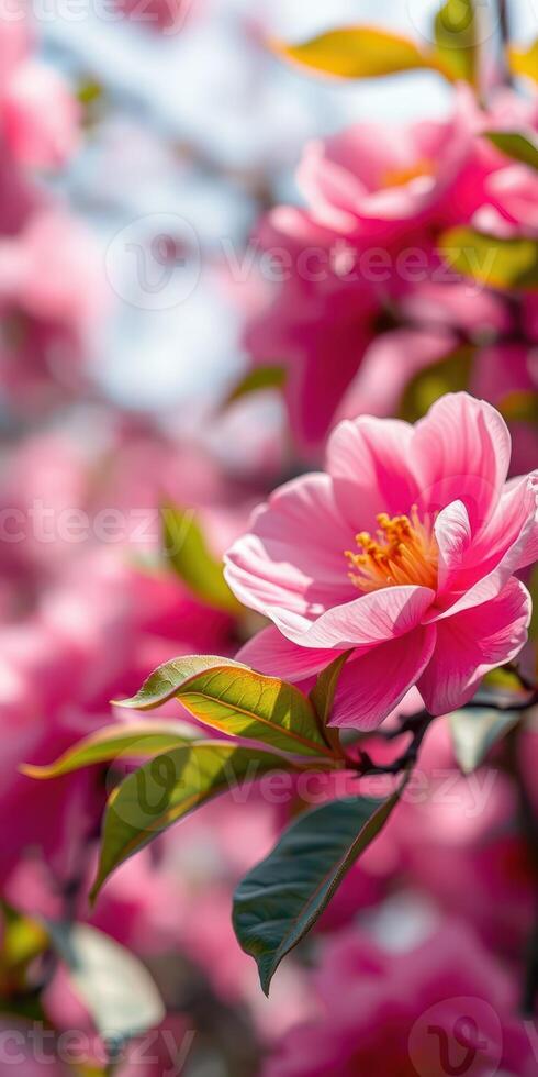 Beautiful pink flowers blooming in spring sunlight in a vibrant garden setting photo