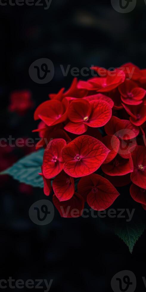 Bright red flowers bloom vibrantly against a dark background in a garden setting photo