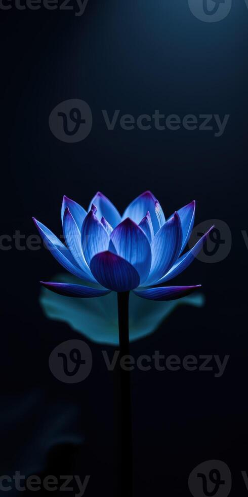 Beautiful blue lotus flower illuminated against a dark background showcasing intricate petal details photo