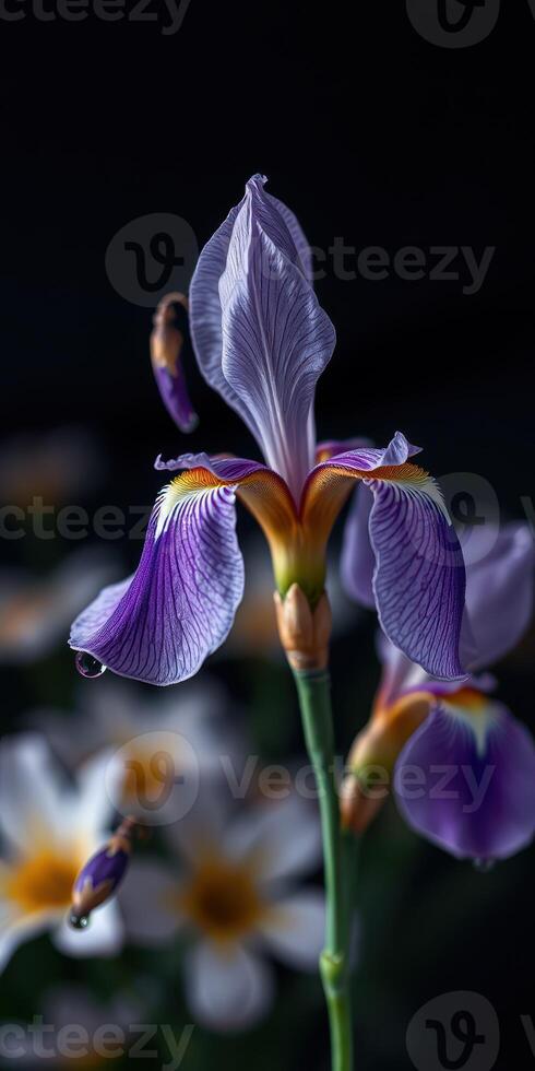 Stunning purple iris bloom with intricate details surrounded by soft flowers in a dark backdrop photo