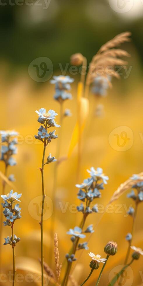 Blue flowers blooming in a golden field during the late afternoon light photo