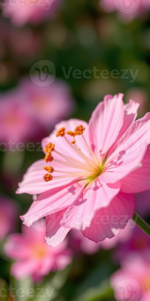 Close-up of a pink flower with delicate petals and vibrant stamen in a blooming garden during springtime photo