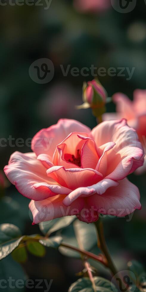 Beautiful pink rose blooming in a garden during golden hour capturing nature's elegance and charm photo