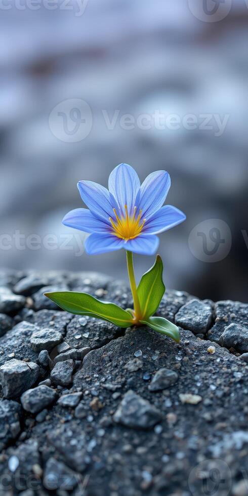Resilient blue flower growing through cracked asphalt in urban environment at midday photo