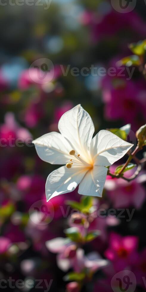 Beautiful white flower illuminated by sunlight against a backdrop of vibrant pink blooms in a garden setting photo