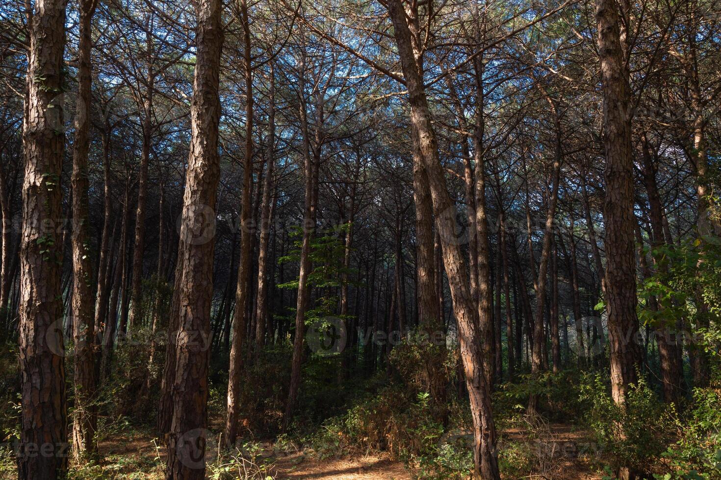 Pine forest view at sunset. Moody pine forest photo