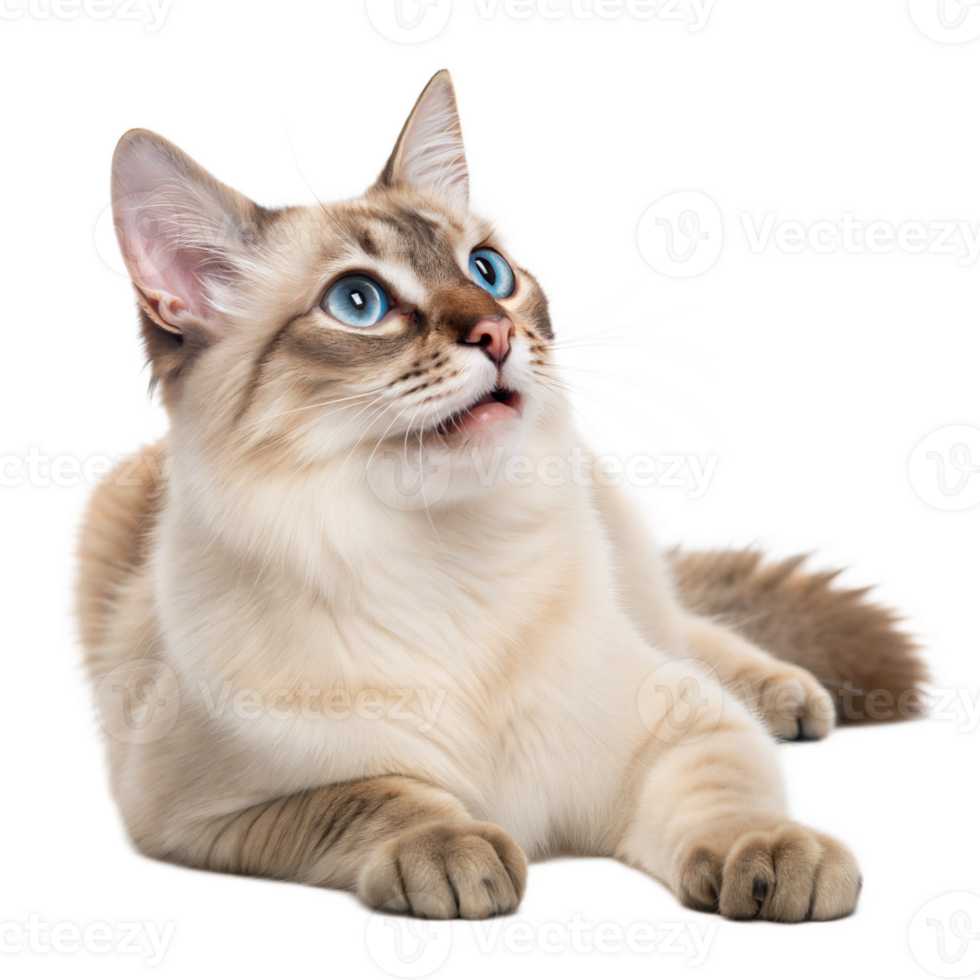 A cat laying down with its eyes open png