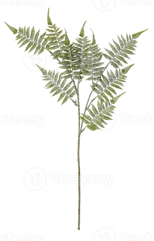green fern branch cut out isolated transparent background png