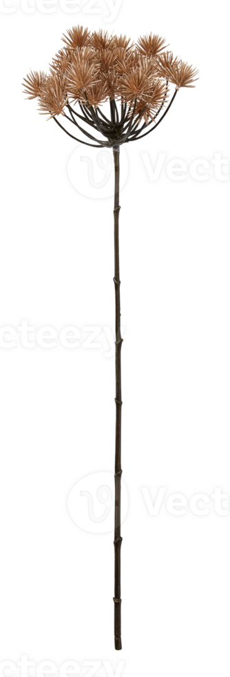 Dry branch with flower spikes cut out isolated transparent background png