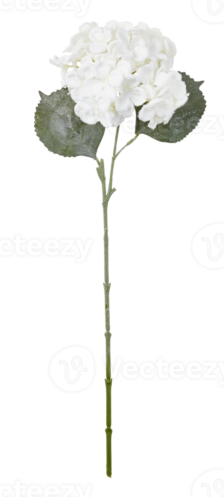 Hydrangea branches decorate a vase cut out isolated transparent background png