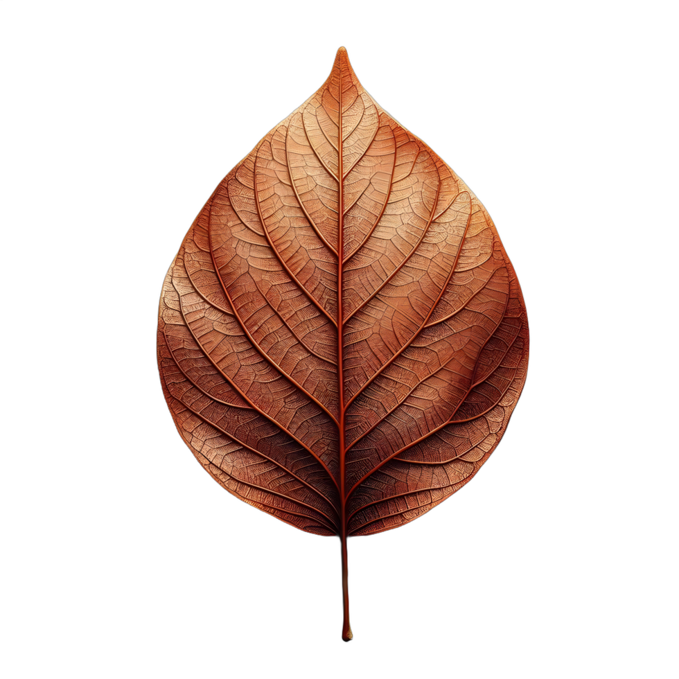 A teardrop-shaped autumn leaf with a radiant amber hue and intricate vein patterns, showcasing the elegance of fall's natural artistry. png