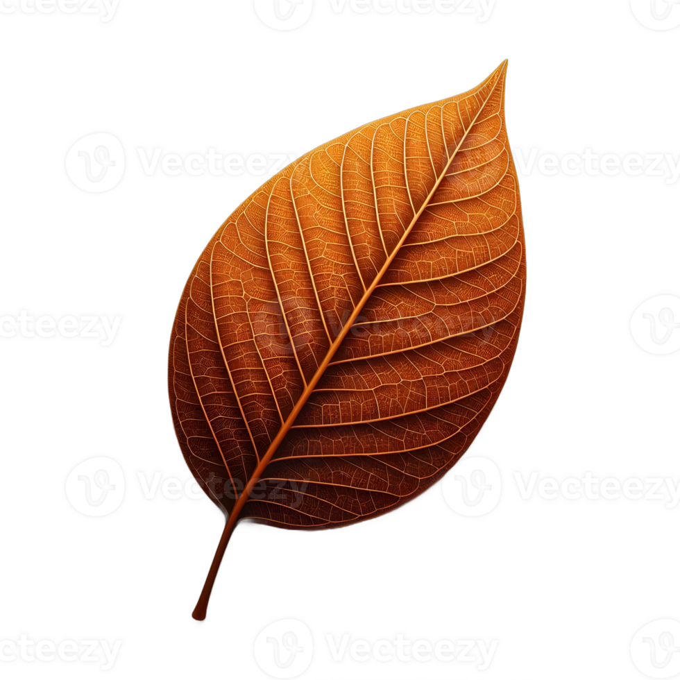 With its rich coppery gradient and elegant teardrop form, this leaf symbolizes the peaceful transformation of autumn. png