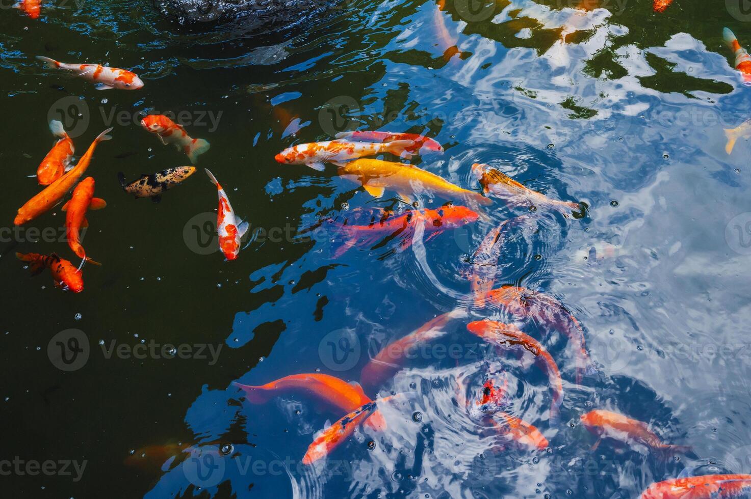 Colorful Japanese carp or Koi fishes swim in pond at a pagoda in Asia photo