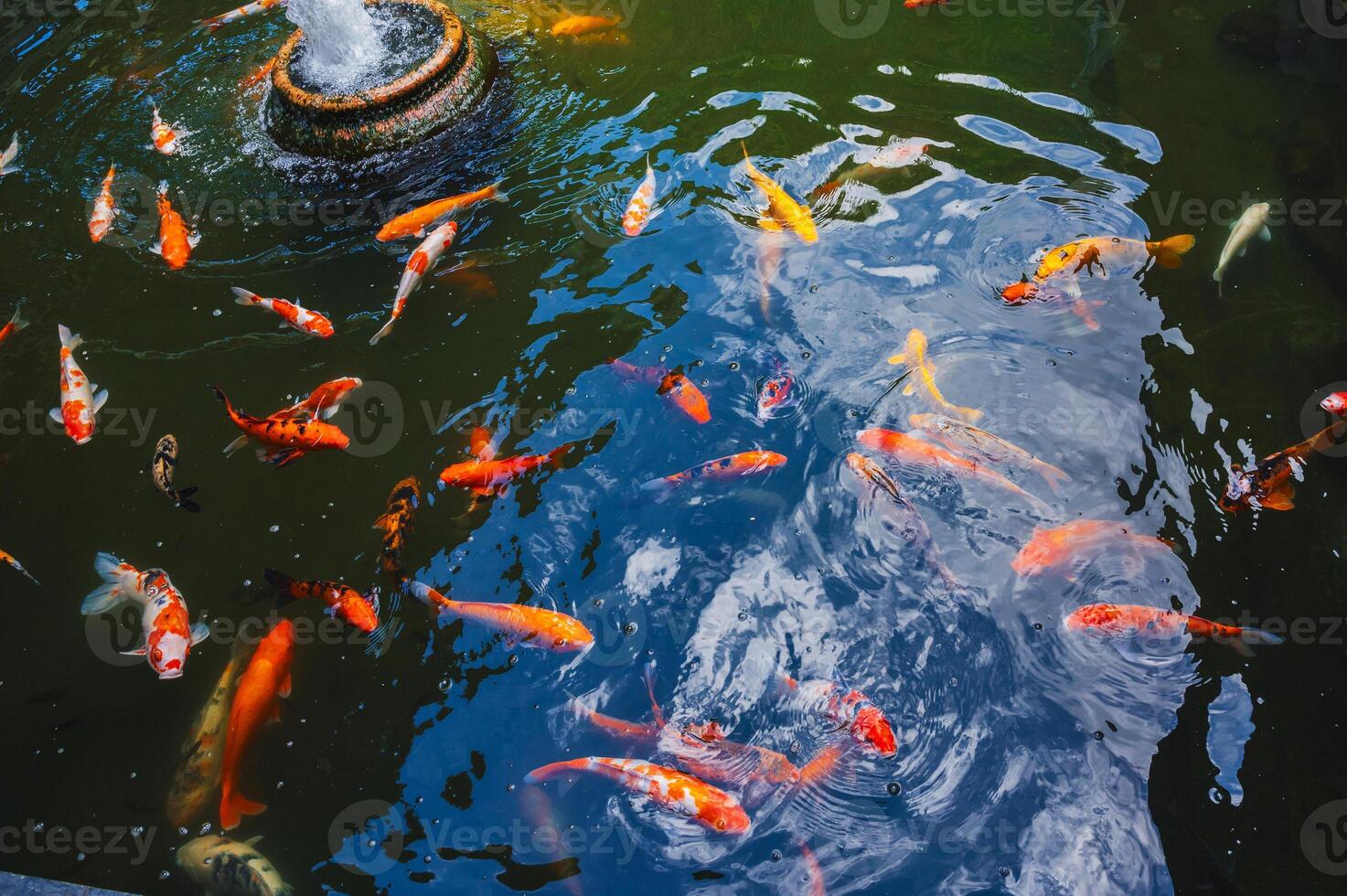 Colorful Japanese carp or Koi fishes swim in pond at a pagoda in Asia photo