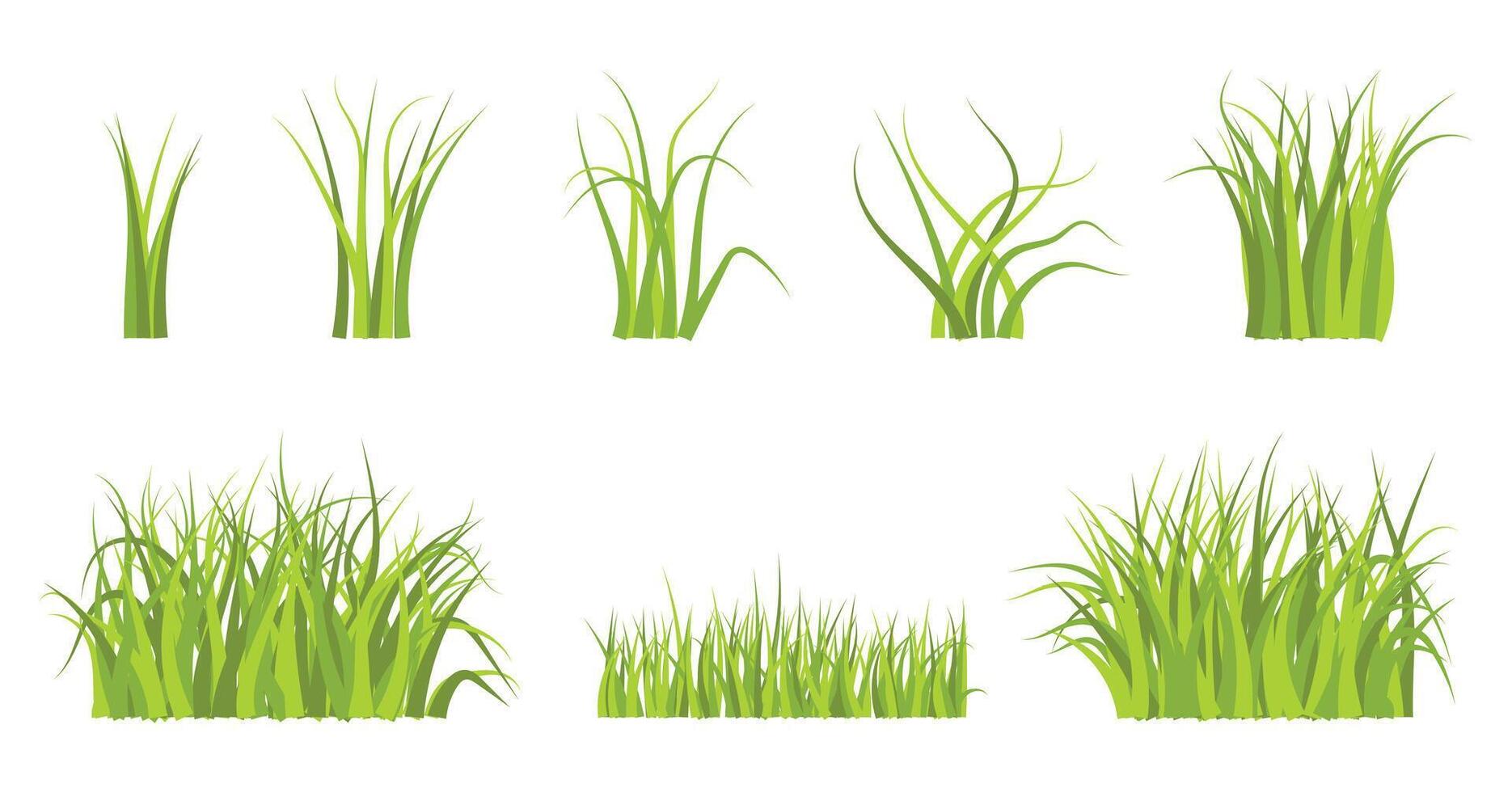 Set of Green Grass. Organic plants and shrubs for boarding and framing vector