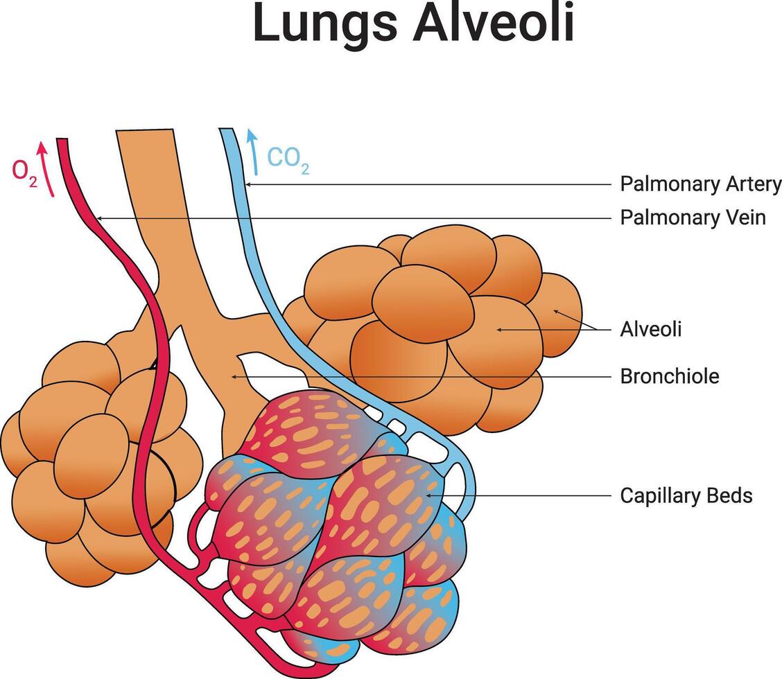 Lungs Alveoli Science Design Illustration Diagram vector