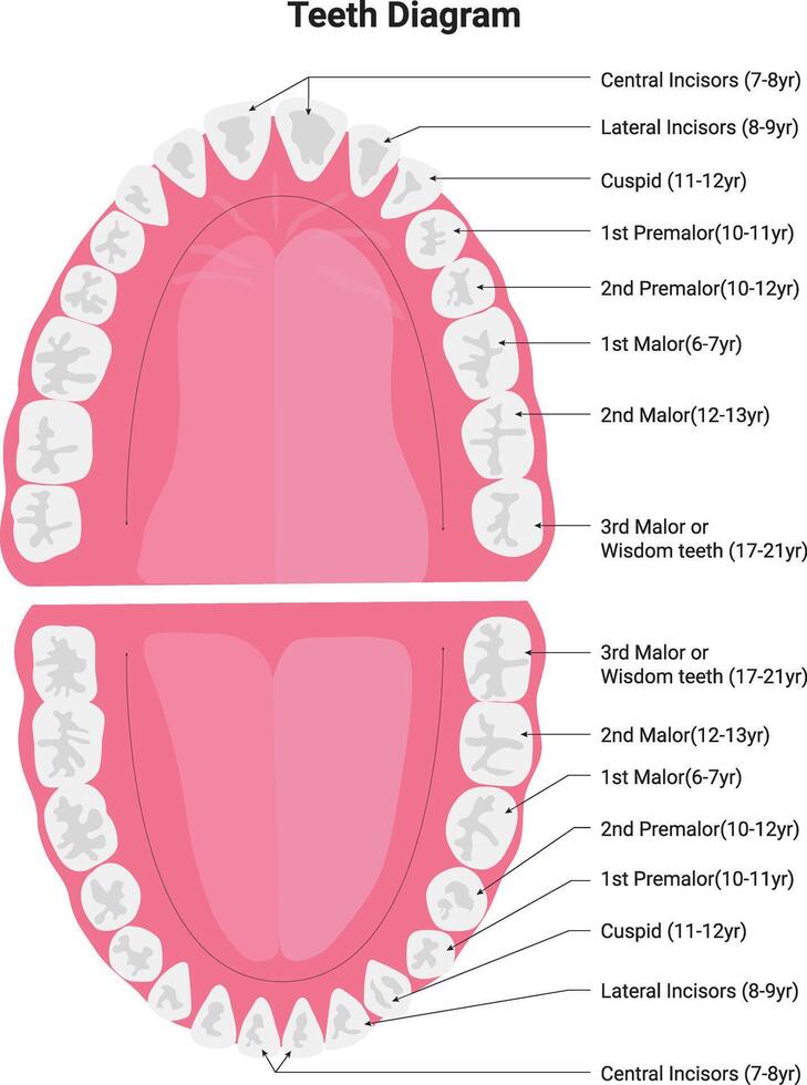 Teeth Diagram Science Design Illustration vector