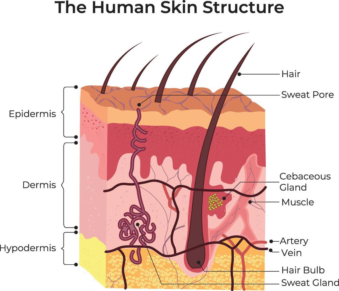 The Human Skin Structure Science Design Illustration Diagram vector