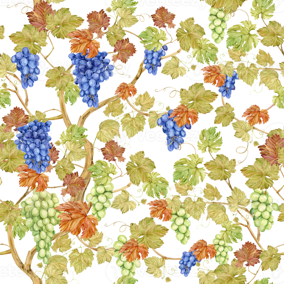 Seamless background with grapevine. Watercolor blue and green autumn grape berries and leaves. Illustrations for wine label design, grape juice, restaurant menu and for grape festival decoration. png