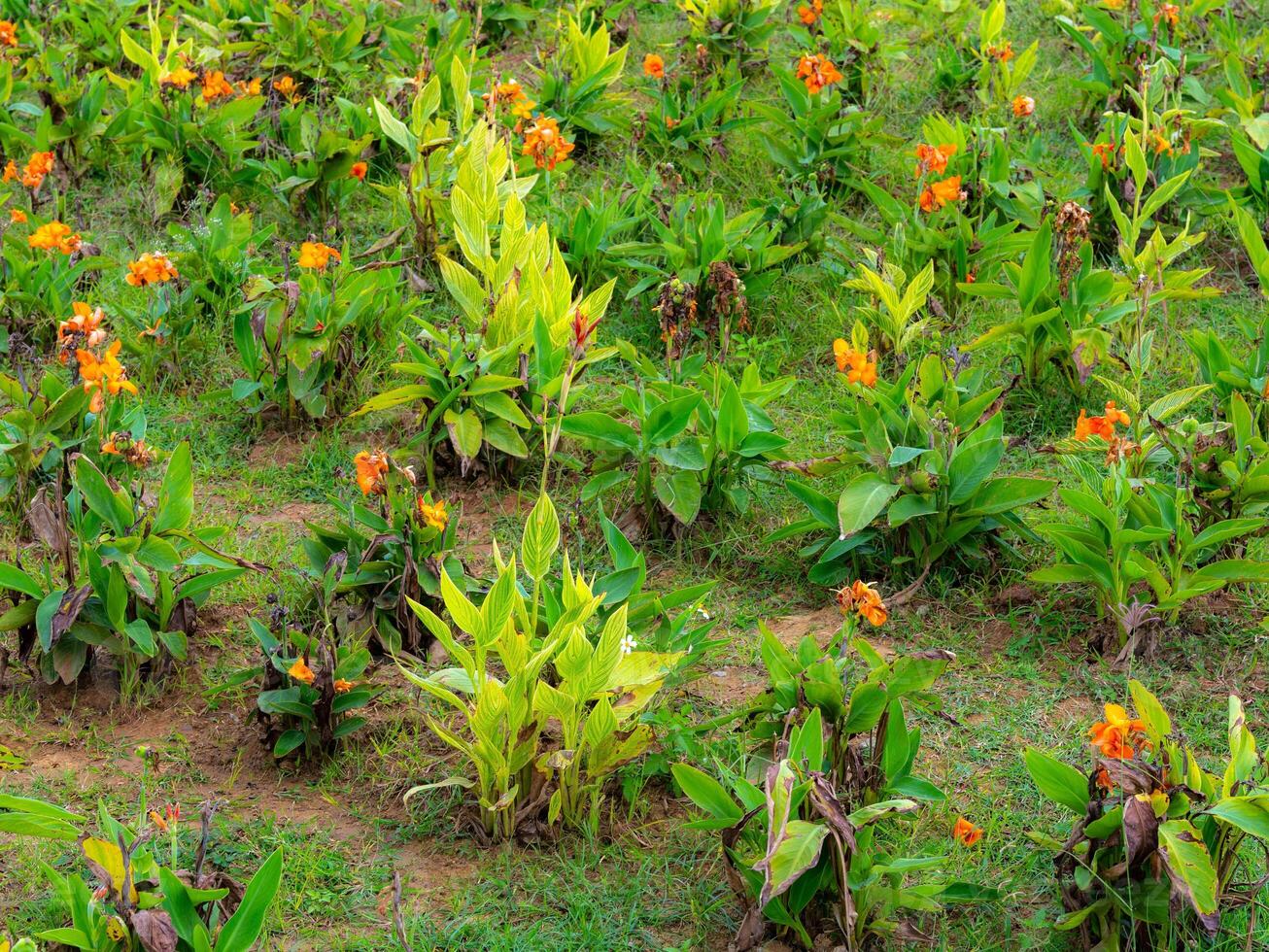 Flower garden in a park on a sunny day. Flowers are blooming in spring. photo