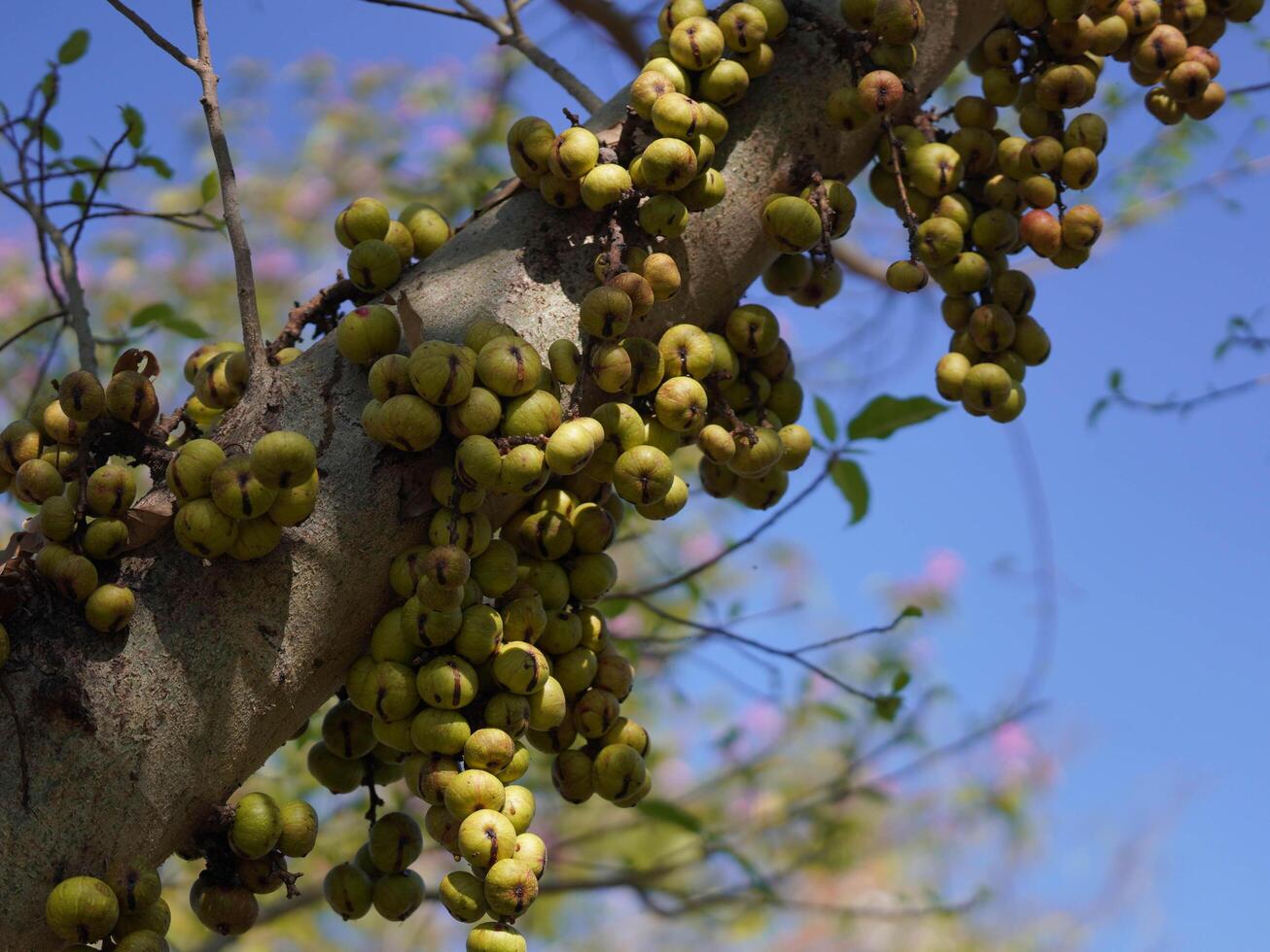 Green raw fruits and leaves of a fig tree grow on a branch in early spring. Fresh green fruits. photo