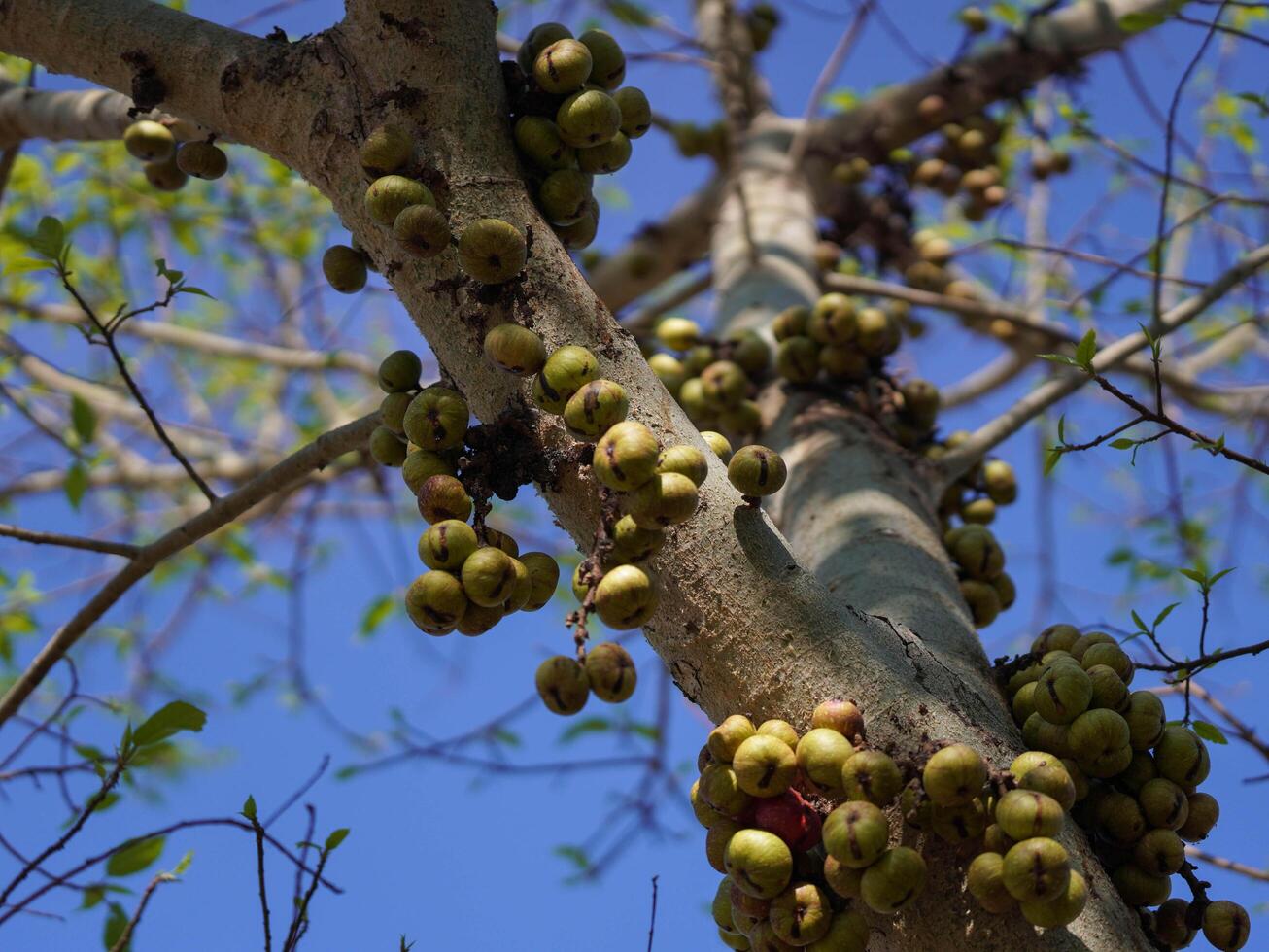 Green raw fruits and leaves of a fig tree grow on a branch in early spring. Fresh green fruits. photo