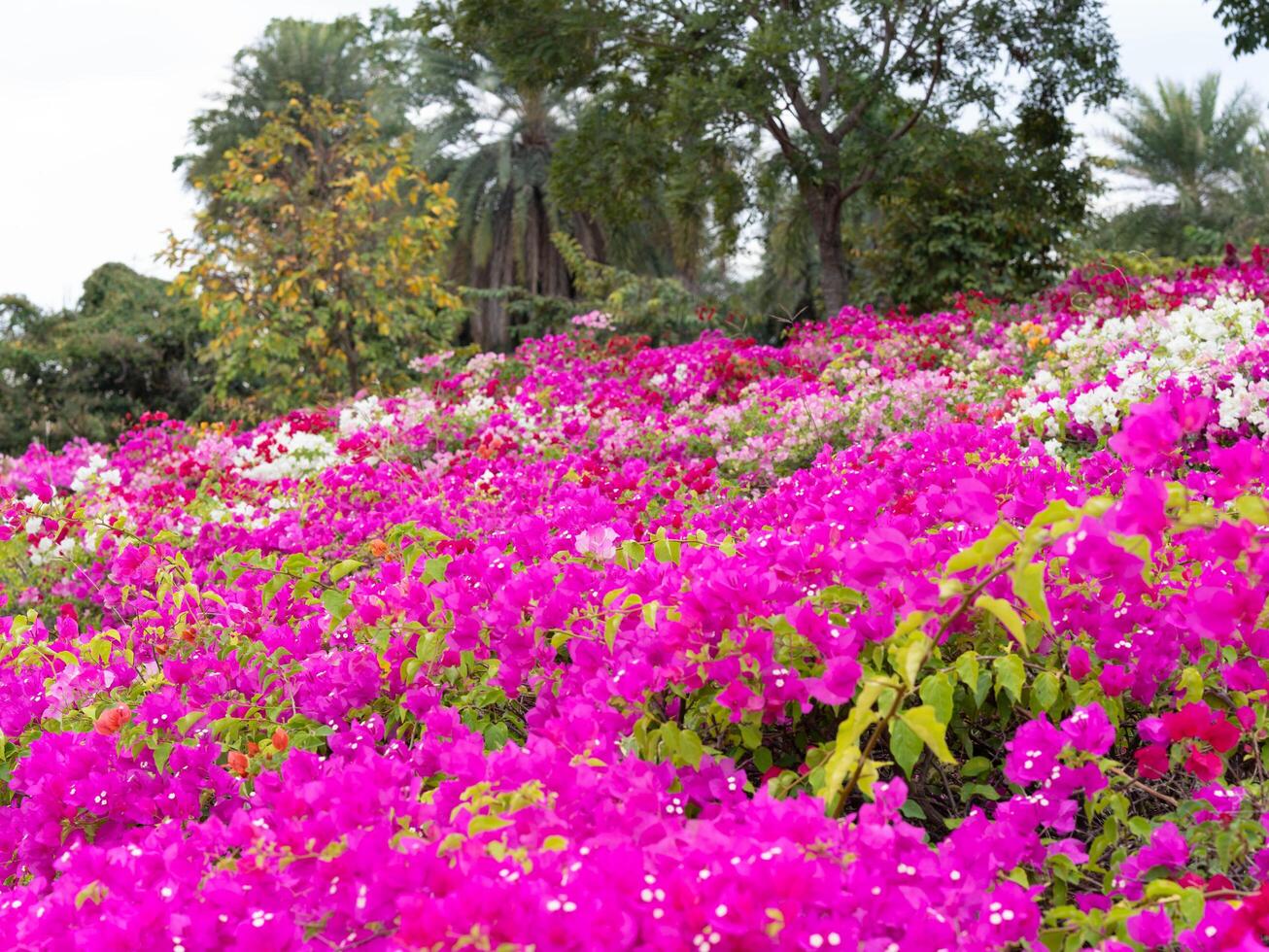 Beautiful Bougainvillea flowers with green leaves. Close-up view of a blooming bougainvillea flower in a garden. photo