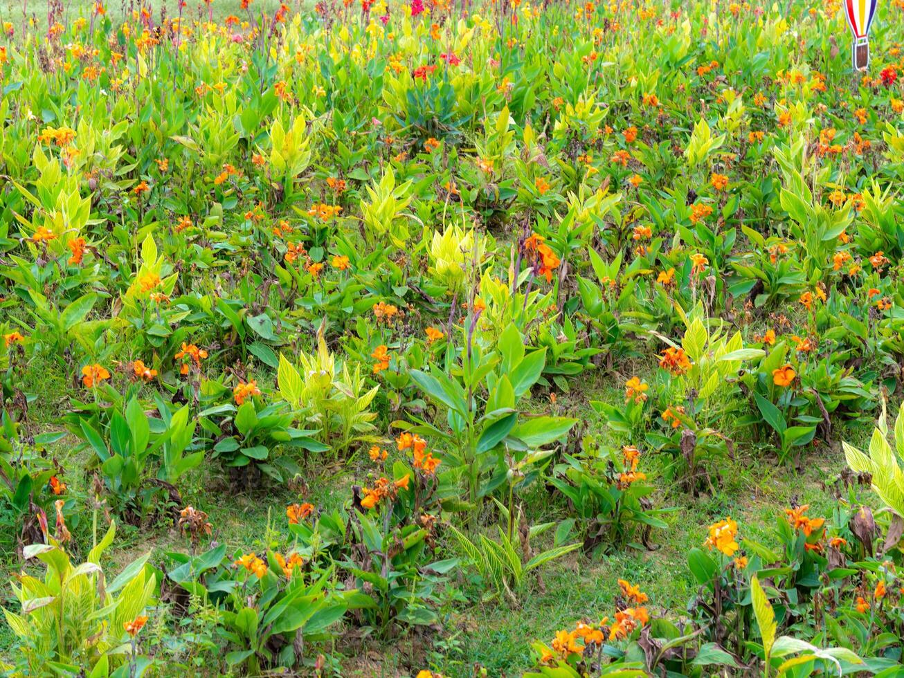 Flower garden in a park on a sunny day. Flowers are blooming in spring. photo