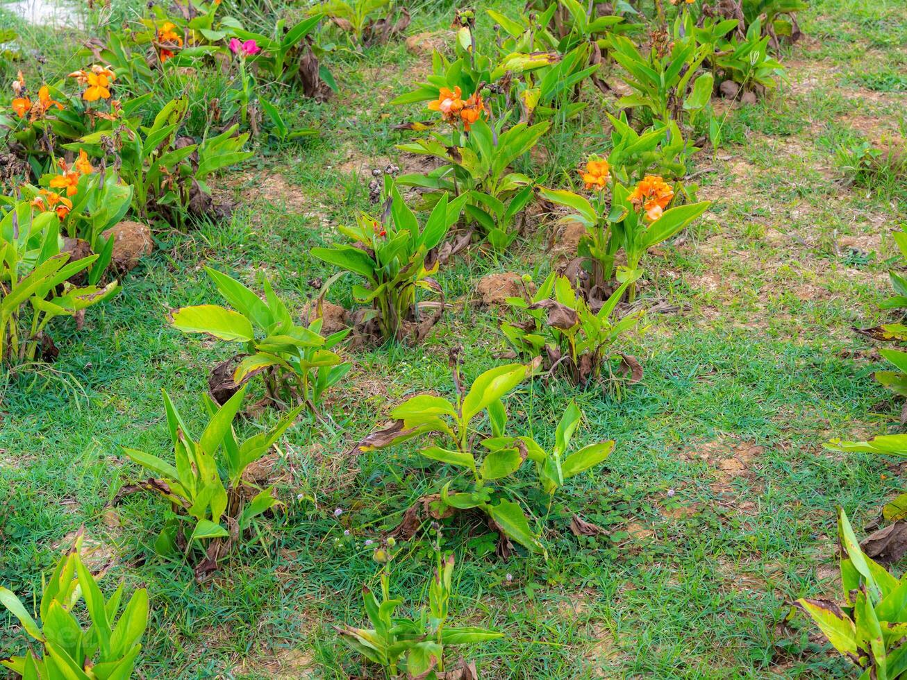 Flower garden in a park on a sunny day. Flowers are blooming in spring. photo