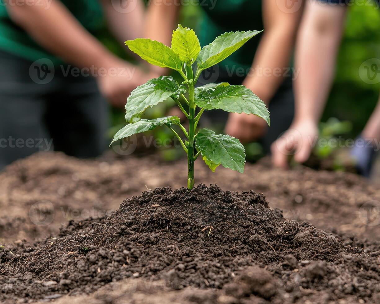 Seedling growing in soil photo
