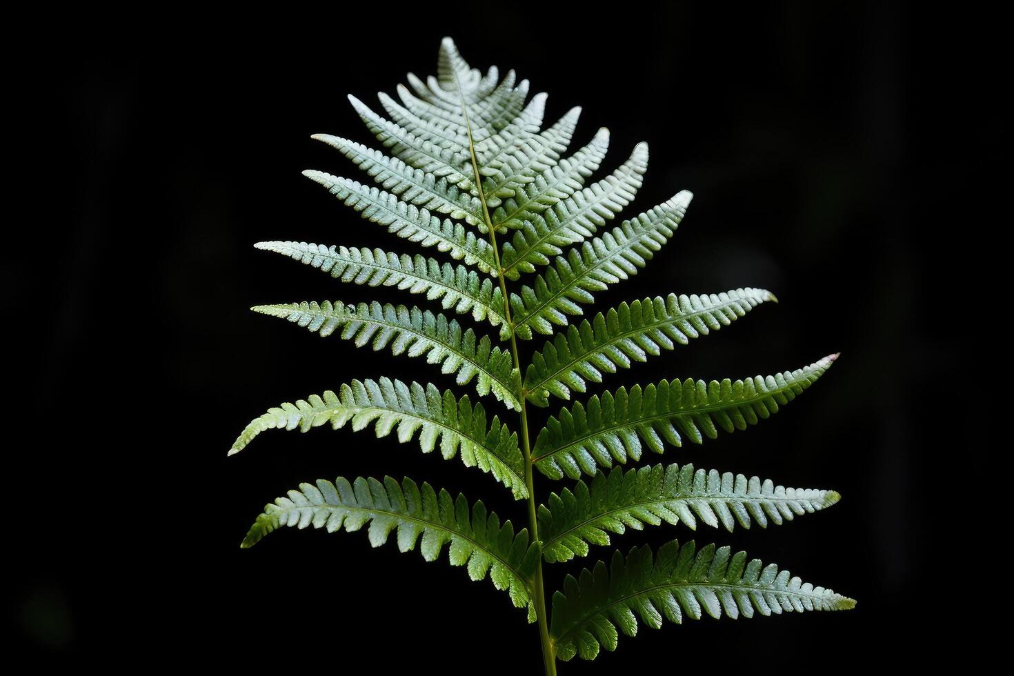 Vibrant green fern leaf against dark background photo