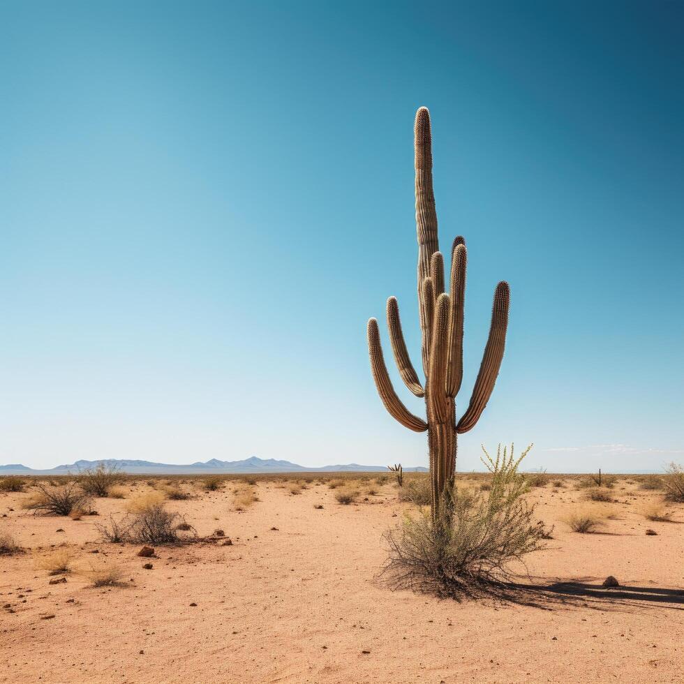 Majestic saguaro cactus in the desert landscape photo