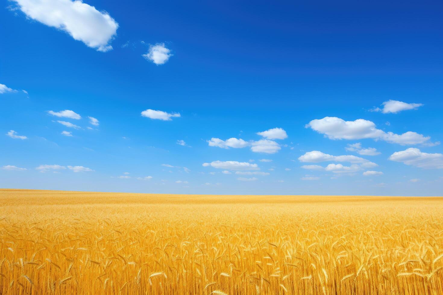 Scenic view of a golden wheat field under a blue sky with fluffy clouds photo