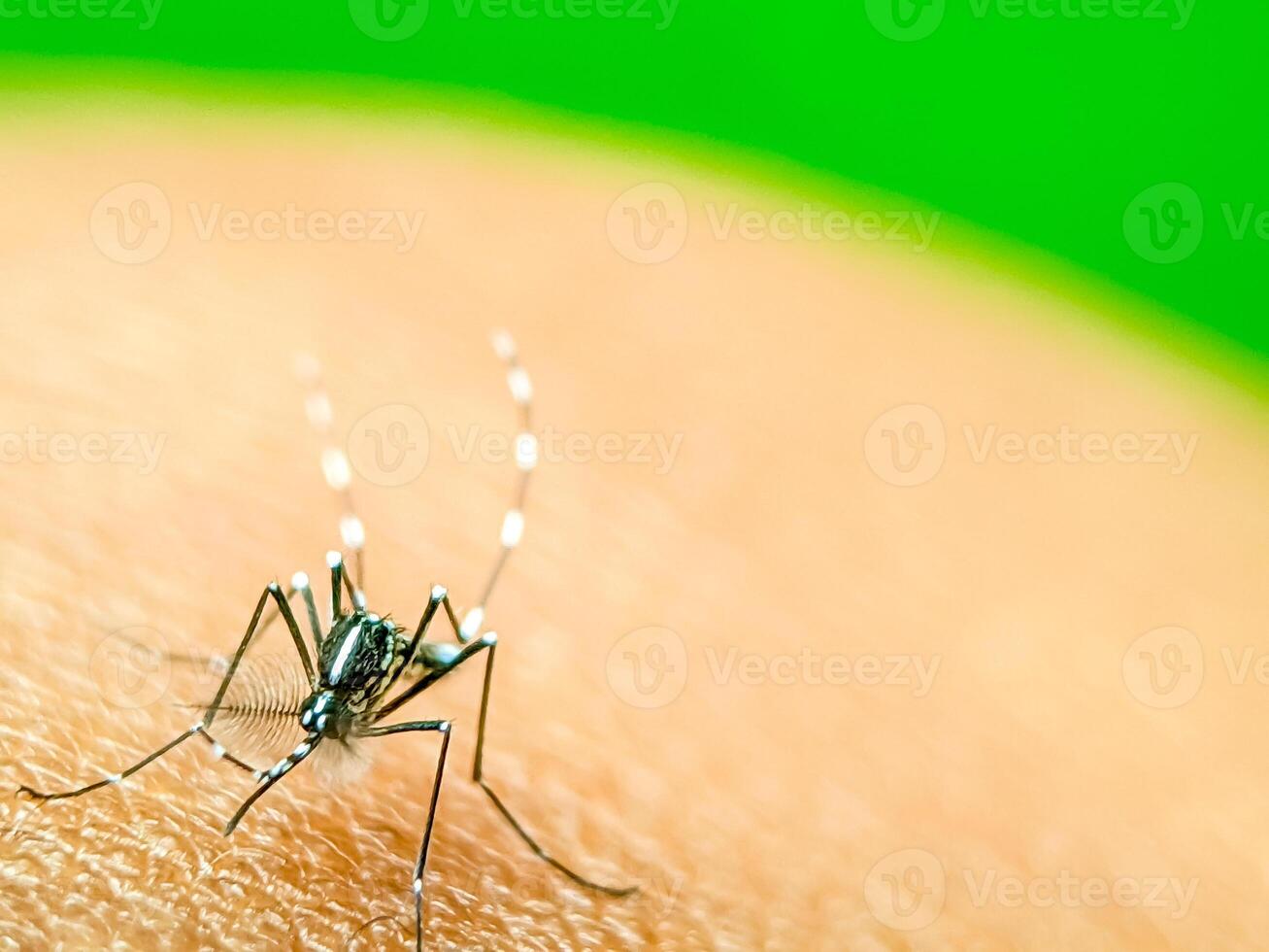 A close-up of a mosquito perched on human skin, showcasing its intricate body structure and delicate legs. This image highlights the mosquito's role in nature and its potential as a carrier photo