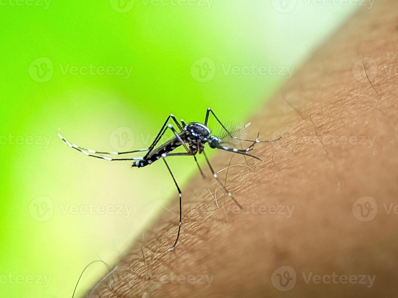 A close-up of a mosquito as it lands on human skin. The image vividly shows the insect's features and highlights the potential for disease transmission, set against a vibrant green background. photo