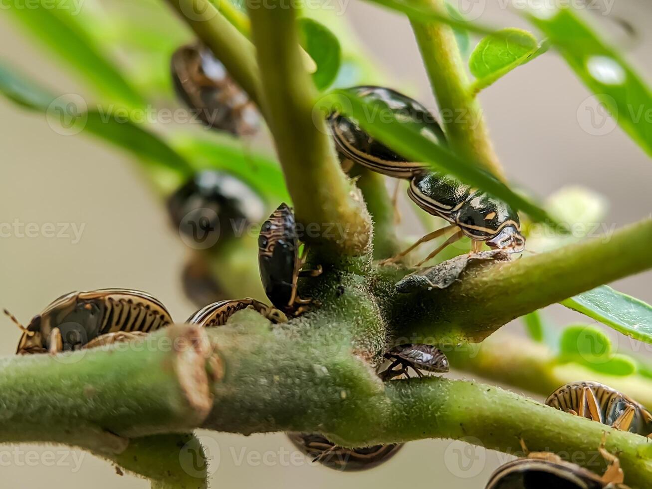Close-up image of several shield insects 'Plataspidae' swarming on the stems of green plants. photo