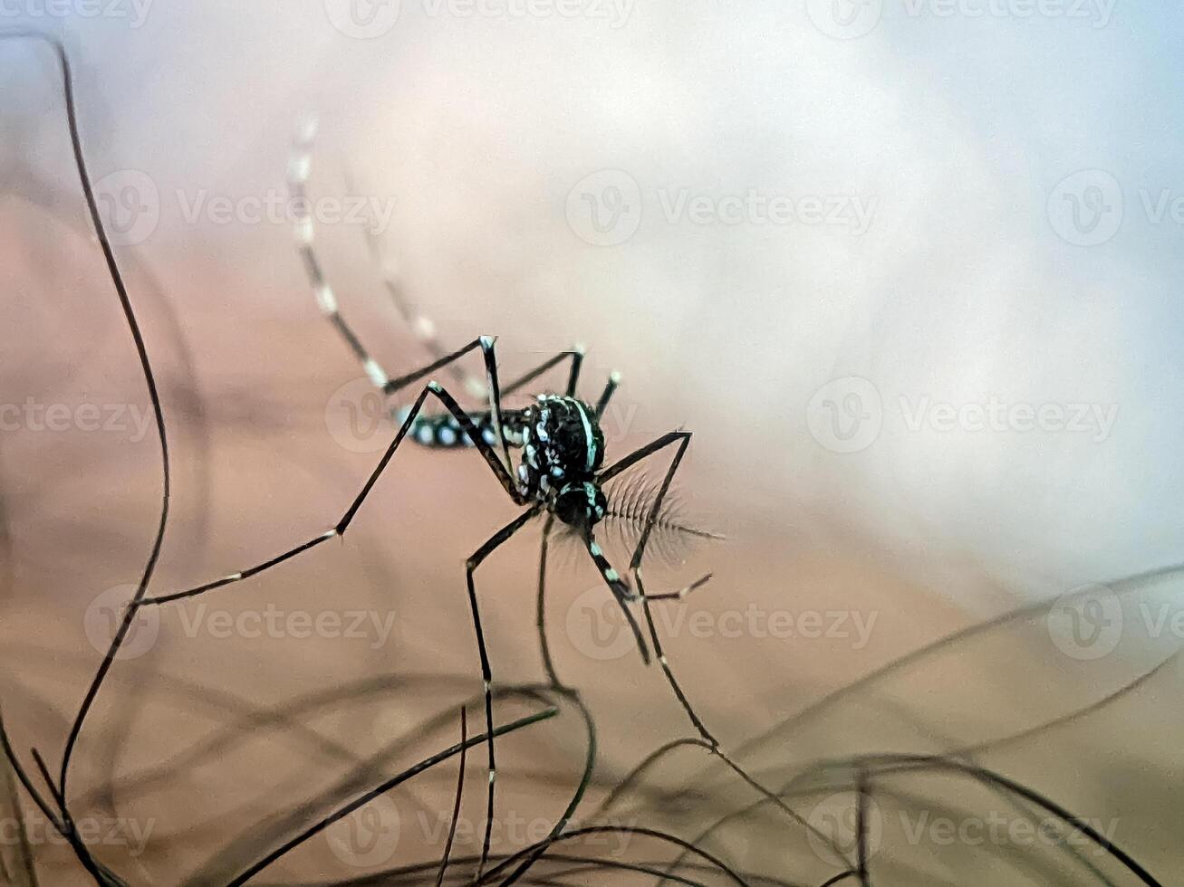 A close-up of a mosquito resting on human skin with visible hair. This photo is perfect for illustrating articles on mosquito-borne diseases, pest control, or outdoor activities.