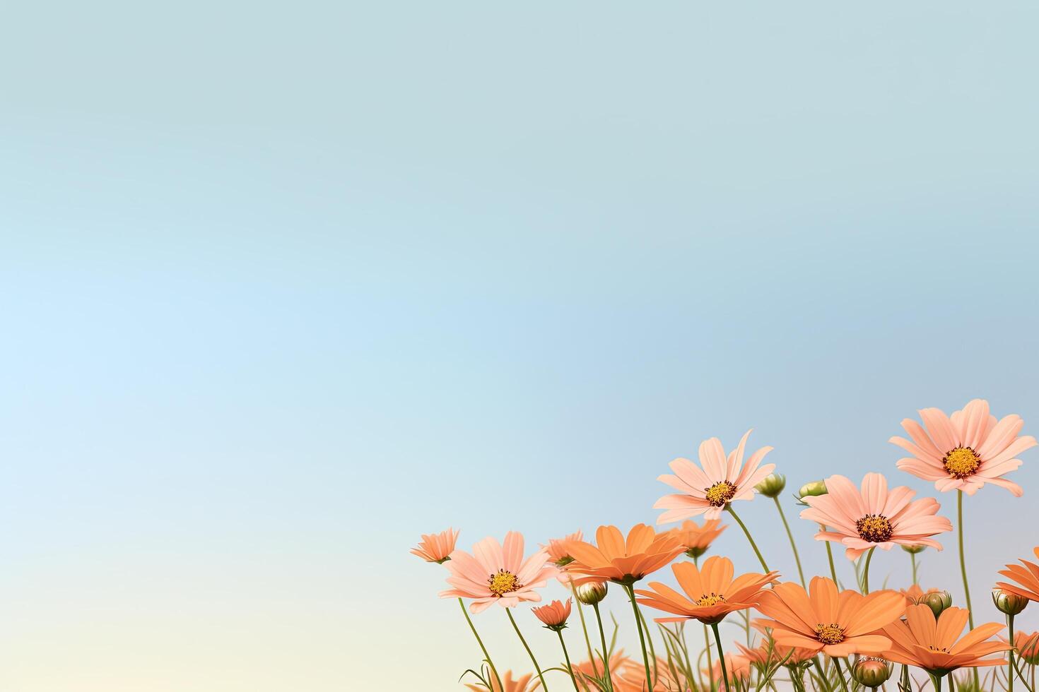 Vibrant orange daisy flowers against a clear blue sky photo