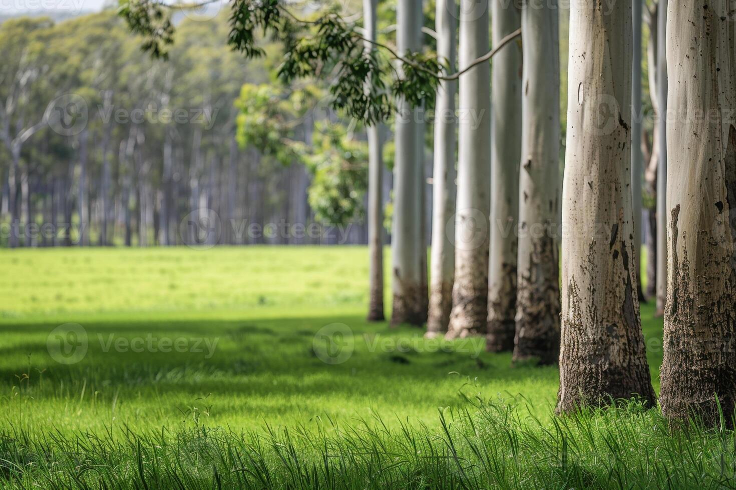 Peaceful forest landscape with lush green grass and trees photo