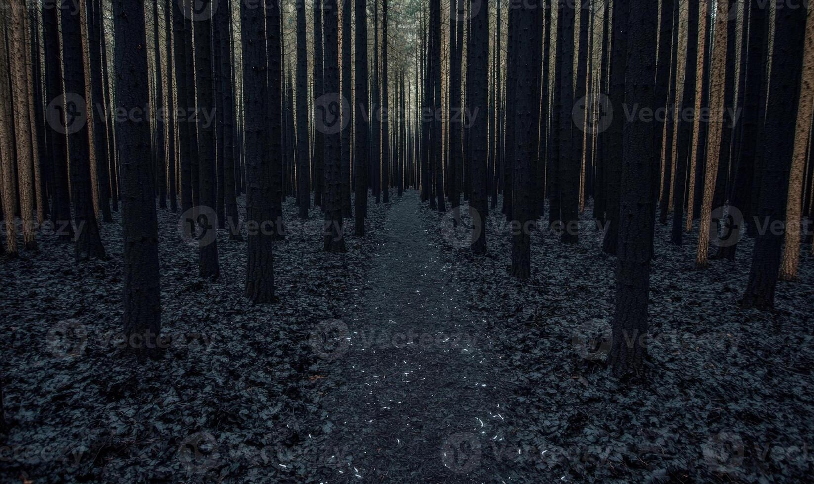 dark forest path through tall trees photo