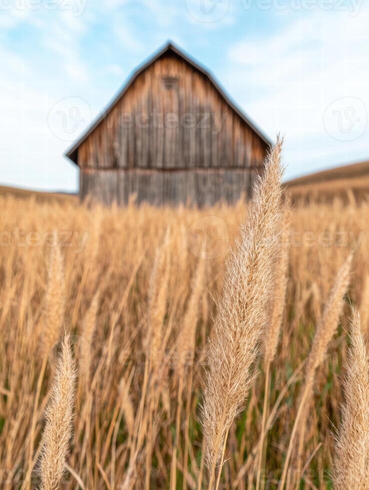 Rustic barn in wheat field photo