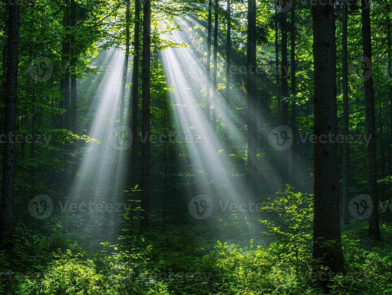 Sunlight streaming through lush green forest photo