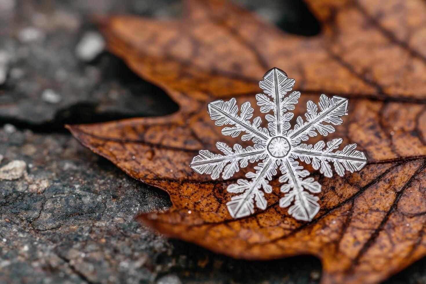Intricate snowflake on autumn leaf photo