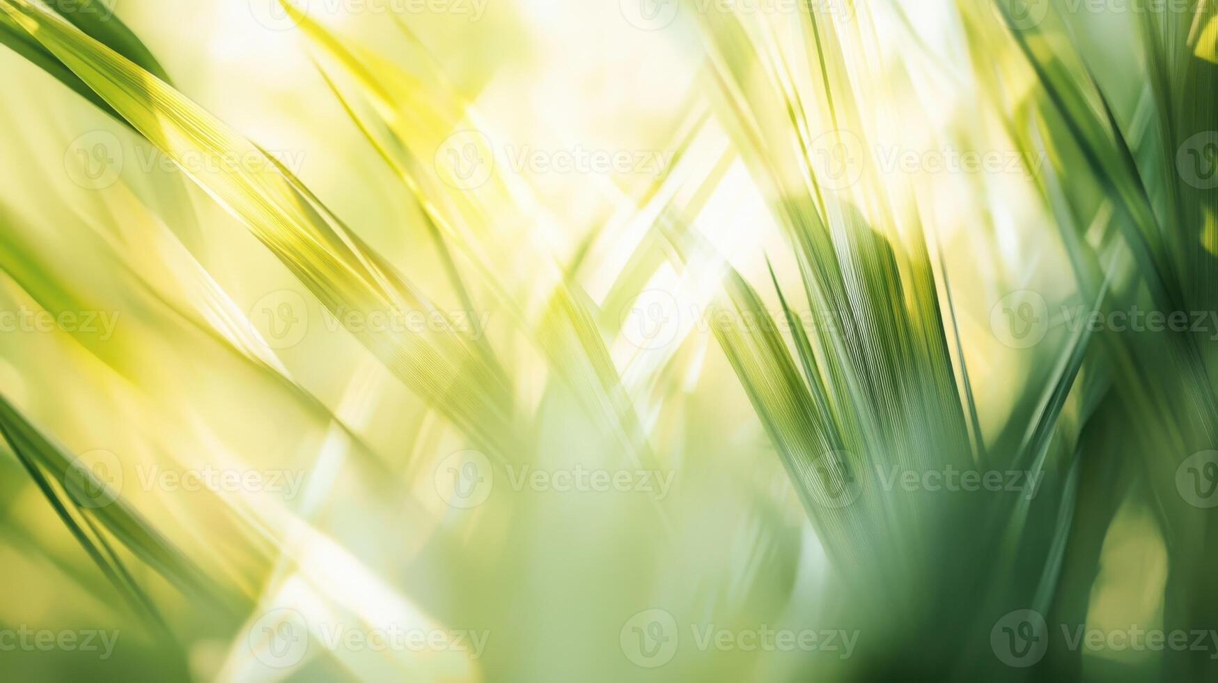 Soft greens and yellows of blurred palms, calming and abstract composition. Blurred view sandy beach palms photo