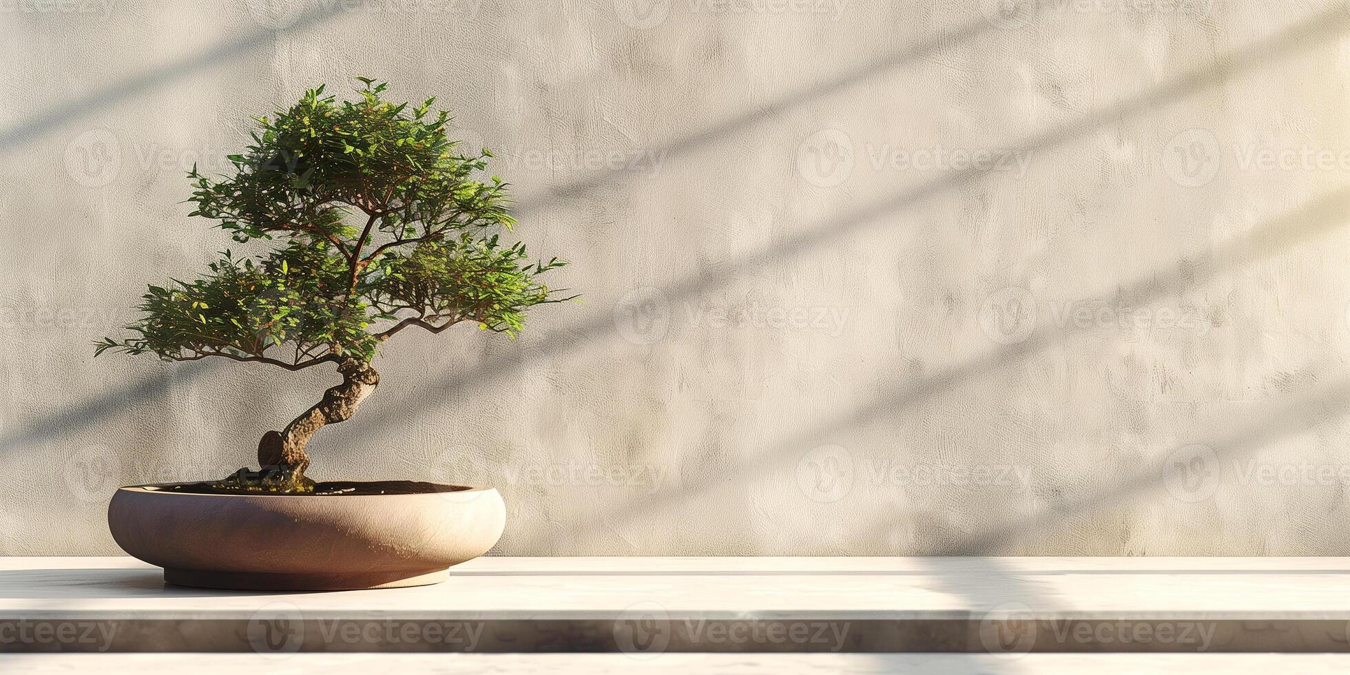 Bonsai tree stands in an oval pot, resting on a table in front of a plain wall, photography photo