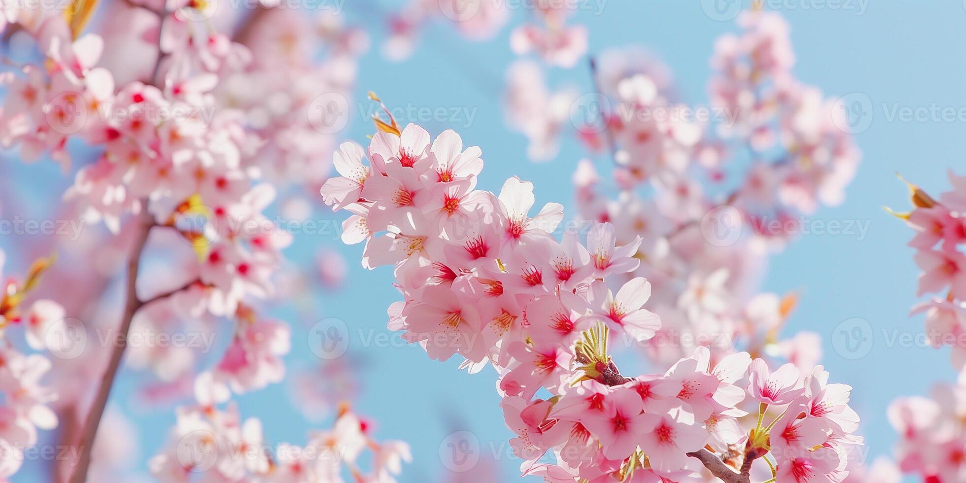 Close-up of blooming cherry blossom tree with pink flowers against a clear spring sky, photo