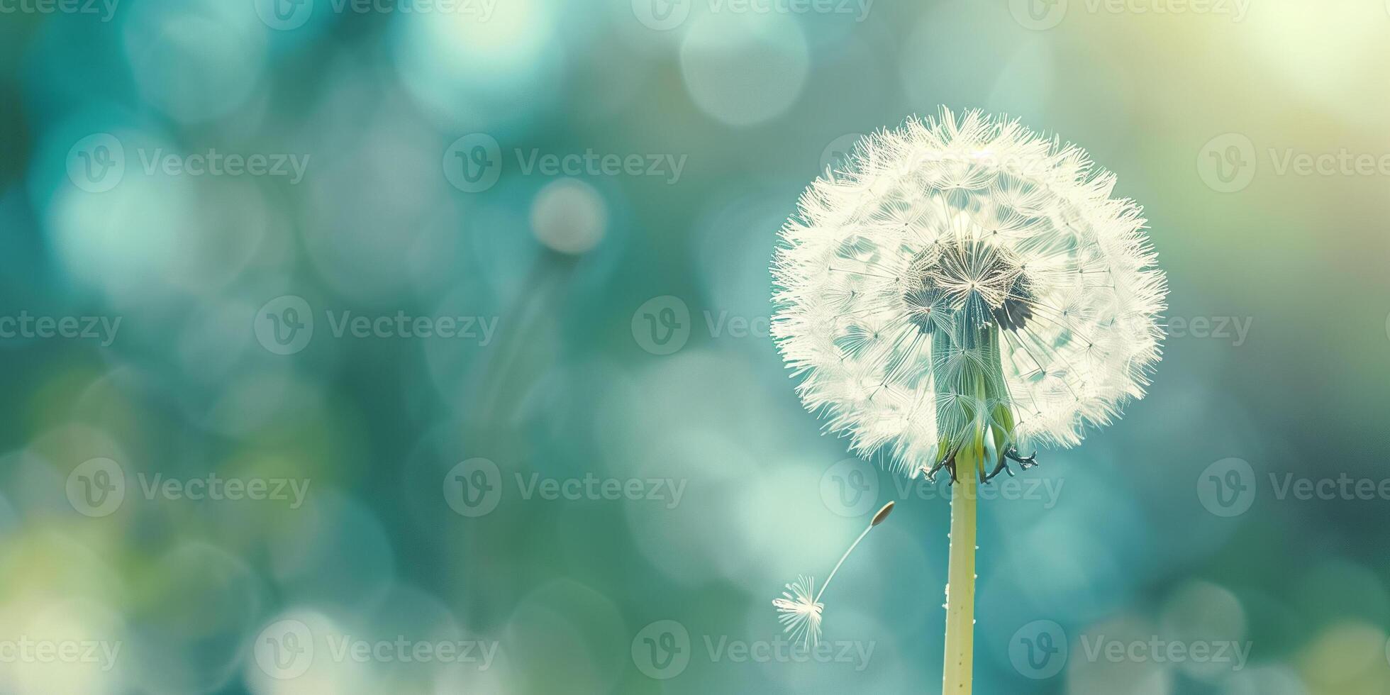 Close-up of a dandelion puffball with tiny seeds against a soft-focus background, photography photo