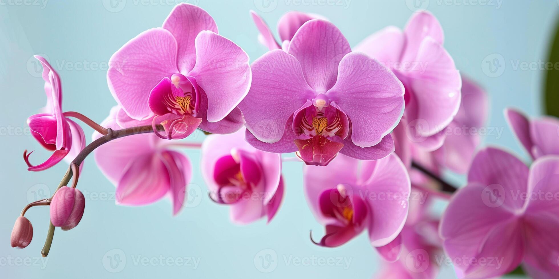 Close-up view of a vibrant pink orchid in full bloom, showcasing its delicate, intricate petal patterns, photo