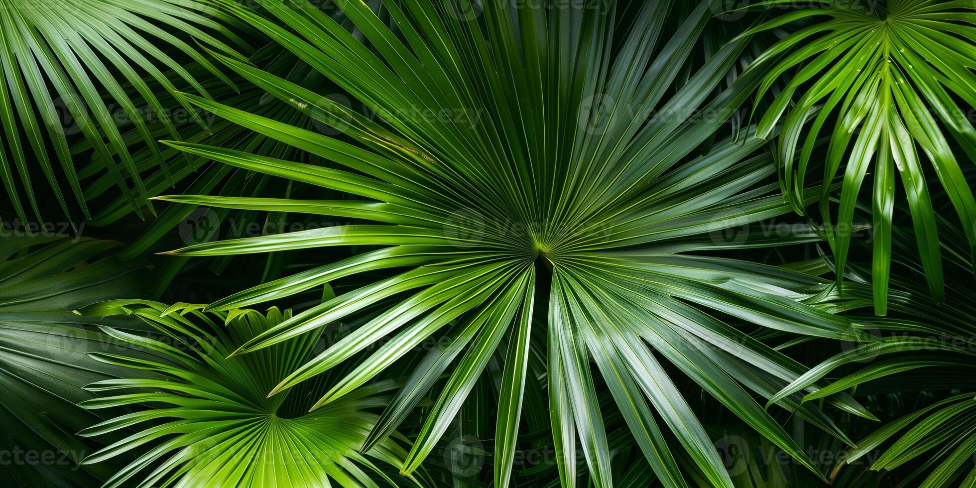 Close-up view of large palm leaves, featuring distinct textures and natural symmetry, photo