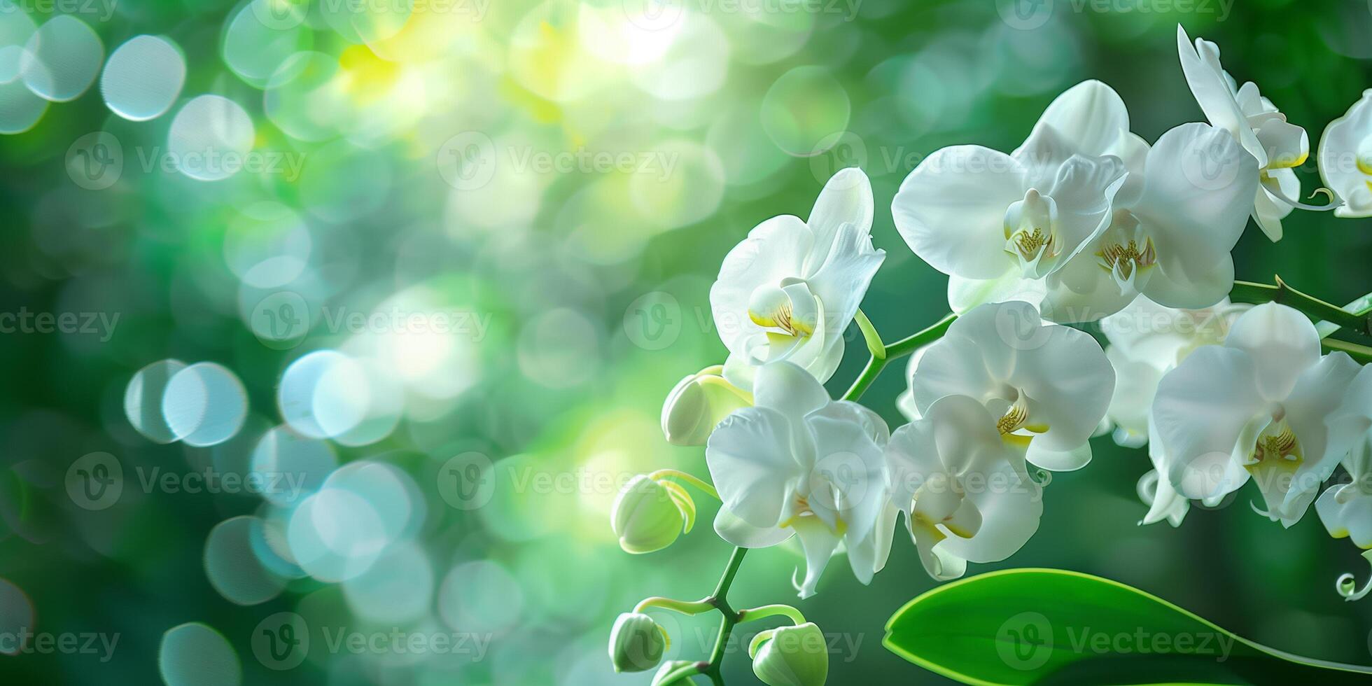 Cluster of white orchids with a yellow center, elegantly arranged against a blurred green background, photography photo